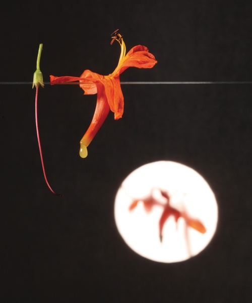 Flower and nectar, a snack (Credit: Francesc Guillamet, courtesy of Phaidon)